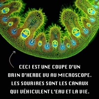 Ils sont partout 345