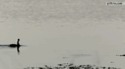 Un canard qui court sur l'eau