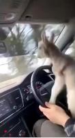 Apparement il aime les trajets en voiture