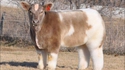 Veau des Highlands jeune