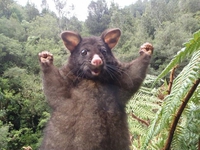 Coucou !