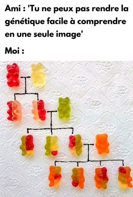 /!\ non représentatif des arbres généalogiques circulaire