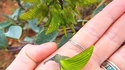 Fleur colibri