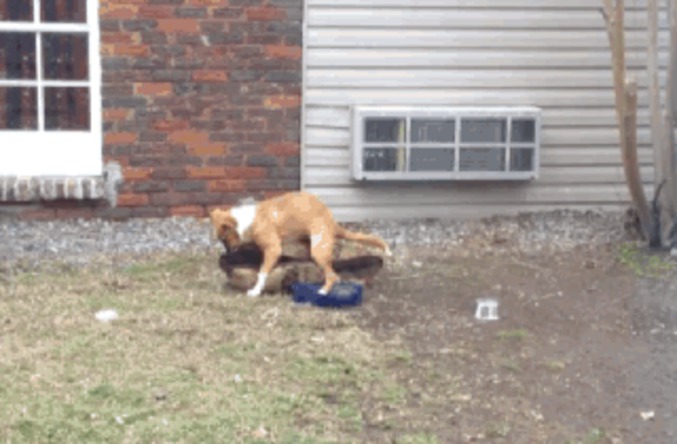 Lag de chien