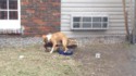 Lag de chien