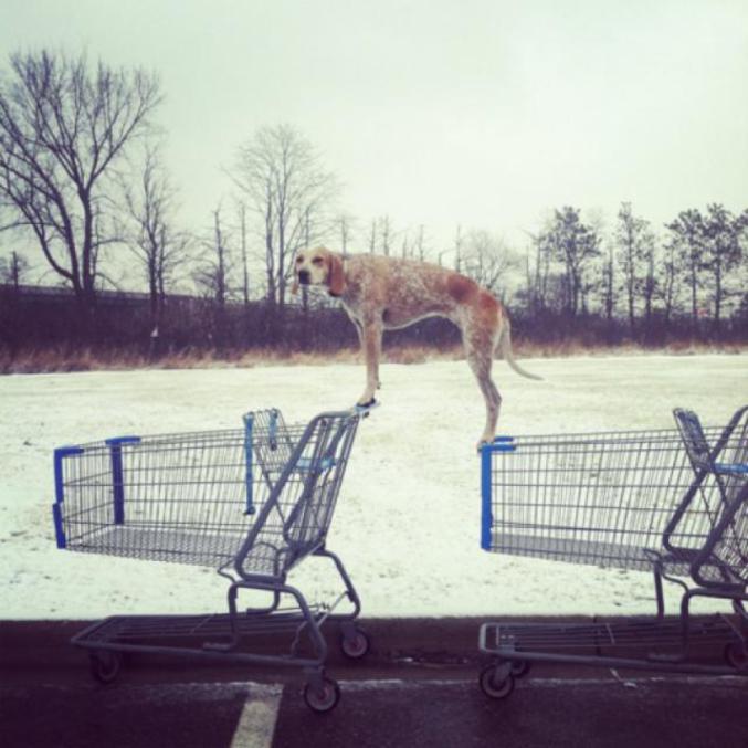 Un chien sur patins.