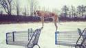 Chien sur Caddie