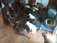 Nourrir les chiens