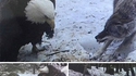 Aigle VS loup : qui gagne ?