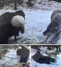 Aigle VS loup : qui gagne ?