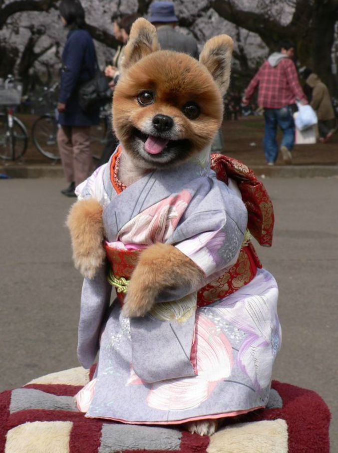Une chienne en geisha.