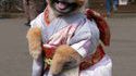 Geishdog
