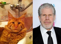 Ron Catman