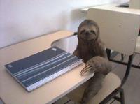 Un paresseux scolarisé
