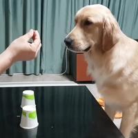 Le bonneteau, version canine