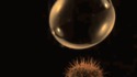 La bulle et le cactus