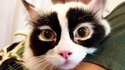 Le chat masqué