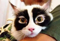 Le chat masqué