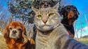 Selfie cat #1