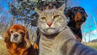 Selfie cat #1