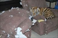 Tigre domestique