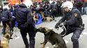 Chien traitre