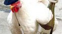 Coq français