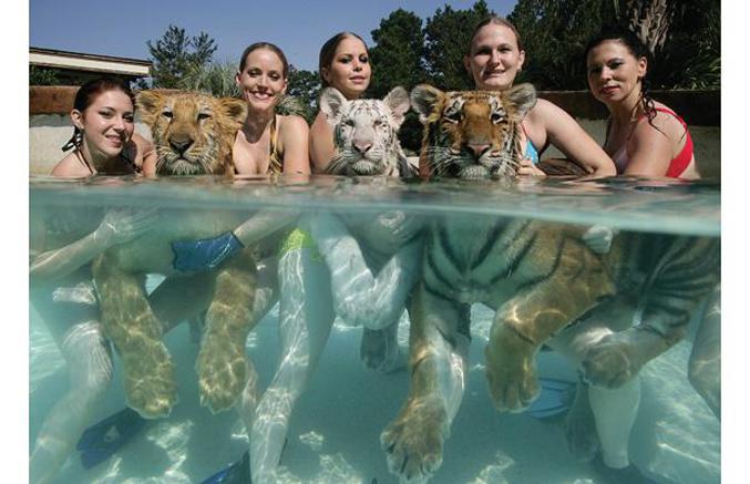 Des chatons dans une piscine.