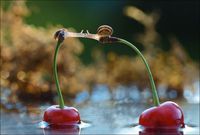 Bisou d'escargot