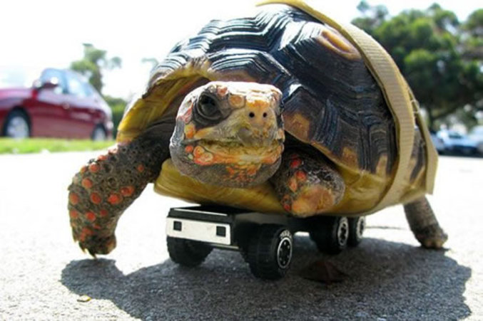 Une tortue amputée qui a un nouveau moyen de déplacement.