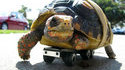 Tortue à roulette