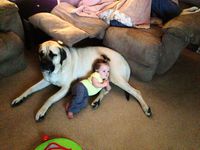 Bébé et le chien