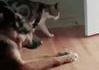 un lechage de chatte