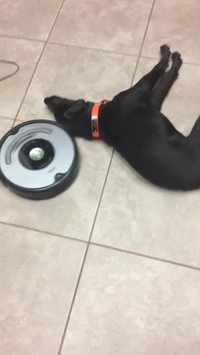 Le chien et l'aspirateur