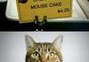 Le chat sait lire (mouse=souris), mais l'écriteau voulait sans doute parler de "mousse"
