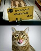 Le chat sait lire (mouse=souris), mais l'écriteau voulait sans doute parler de "mousse"