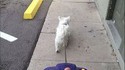 Quand un geek promène son chien