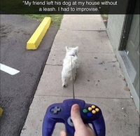 Quand un geek promène son chien
