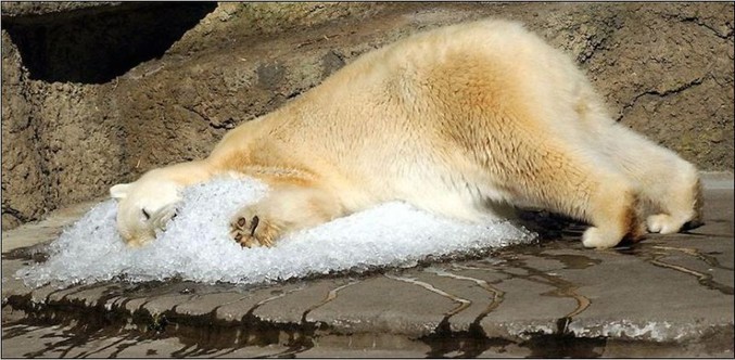 Un ours polaire qui s'est fait un oreiller de glaçe