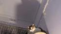 BatCat 