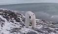 Le photographe et le jeune ours polaire