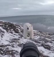 Le photographe et le jeune ours polaire 