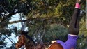 Anulingus Equestre
