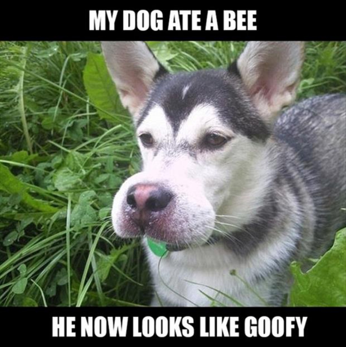 "Mon chien a mangé une abeille
Maintenant il ressemble à Dingo"