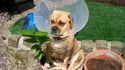 Fleur-chien