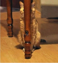 Saurez-vous retrouver Mylo?