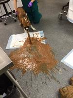 Méga-gerbe canine chez le véto