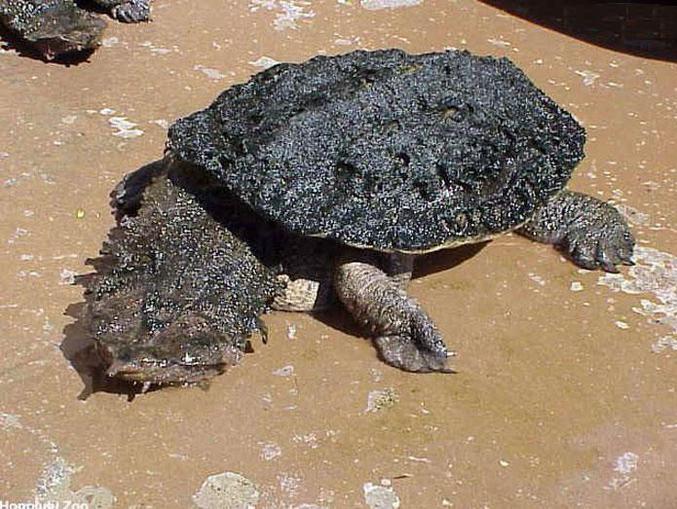 Une tortue très moche.