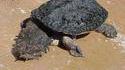 Tortue affreuse