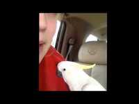 Smart parrot playing peekaboo